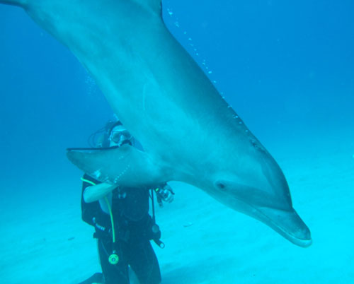 Dolphin Diving scuba diving