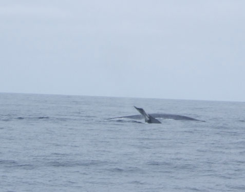 whales Los Coronados