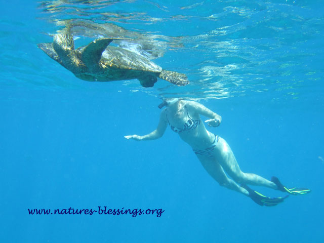 sea turtle clip art. with green sea turtles at